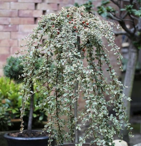 Hochstamm Mispel Juliette 80-100cm - Cotoneaster dammeri - Bild 1 von 1