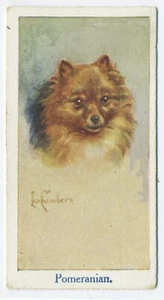 POMERANISCHE MOUSTAFA LEO KAMMERN HUNDEKÖPFE 1924 ZIGARETTENKARTE #2 - Bild 1 von 2