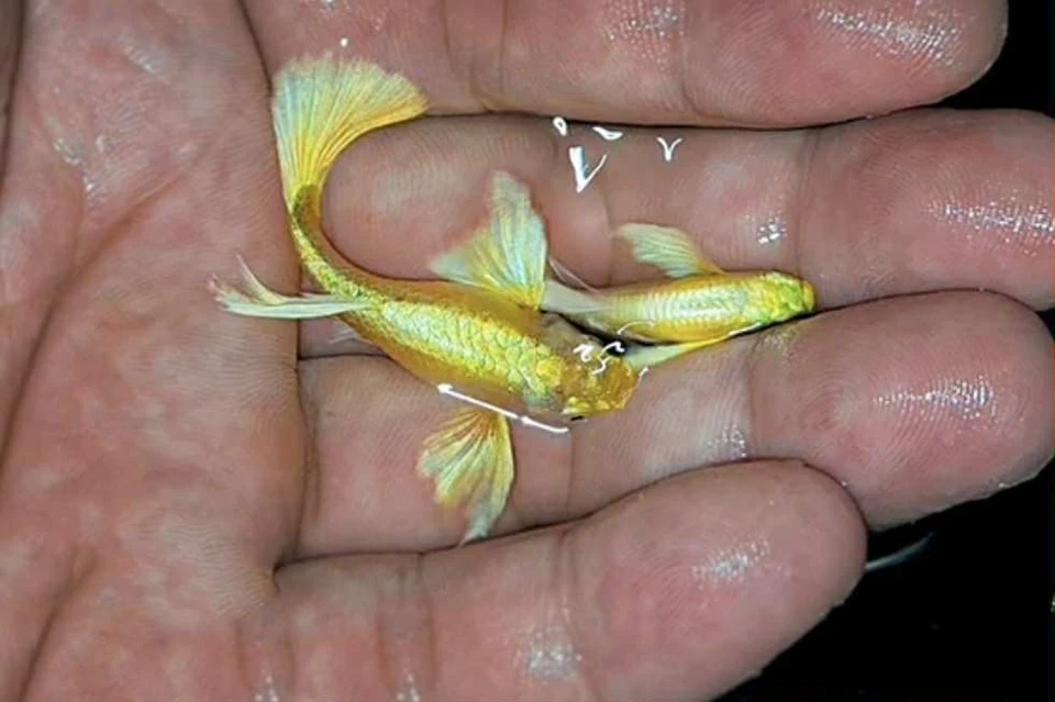 10 + Guppy Oro Completo 24k Vivo ADULTOS JÓVENES*****alta calidad ***** Foto 1 de 4