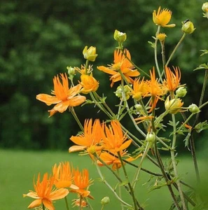 TROLLIUS MACROPETALUS, FLOR GLOBO CHINA - Imagen 1 de 3