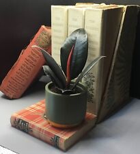 Ficus elastica Robusta in 6 cm pot | Rubber Plant | Houseplant