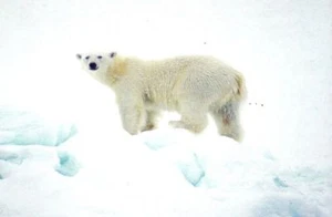 Polar Bear Animal Postcard Photo - New Condition B2 - Picture 1 of 1