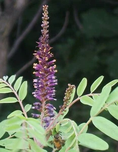 SAMEN Hausgarten Zierpflanze i! SCHEININDIGO !i Duft -und Blumen Samen farbenfro - Bild 1 von 1