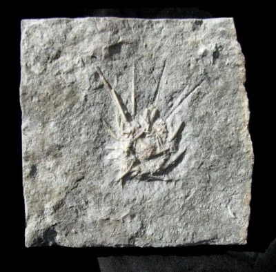 FÓSIL EQUINOIDE DE ERIZO ESPINOSO ARQUEOCIDARIS POCO COMÚN DE LA CIUDAD DE GILMORE, IOWA! Foto 1 de 2