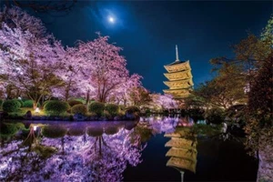 Yanoman Jigsaw Puzzle KAGAYA Blooming in the month Kyoto glowing puzzle 1000 pcs - Picture 1 of 3