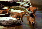 DJH Spenden-Karte Spendenkarte Tiere Animal Animals Postcard Tiger Wildkatze