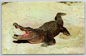 A753 Vtg Postcard Aligater Vicious Open Mouth Gator Sand Beach Photo Picture - Picture 1 of 2