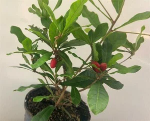 MIRACLE BERRY FRUIT TREE (ALREADY FRUITING) Synsepalum dulcificum - Picture 1 of 9