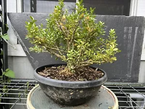Variegated Kingsville Boxwood Bonsai 14 Years Old 12” Tall - Picture 1 of 9