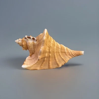 Cymatium Ranzani Conch 9 Inches Long - Image 1 of 4