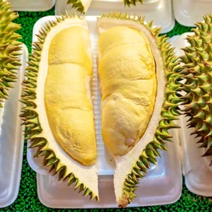 Árbol frutal Durian Monthong planta injertada tropical Tailandia de 24 pulgadas de alto - Imagen 1 de 14