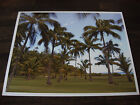 HAWAII PALM TREE GARDEN LIMITED EDITION METALLIC FINISH PHOTO 1 of 100