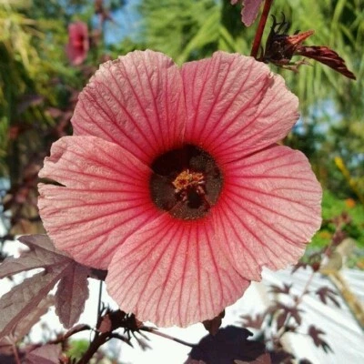 NUEVO - Arándano Hibisco - Hibisco Acetosella - Falsa Roselle Foto 1 de 4