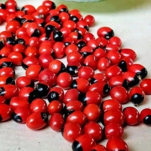 Sementes vermelhas Chirmati Lal Beej - Ratti Lal - Chirmi - Abrus Precatorius - Jequerity - Imagem 1 de 4