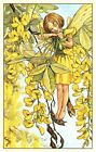 A0006 Cute Cicley Barker Flower Fairies Labrurnum Tree Fairy postcard
