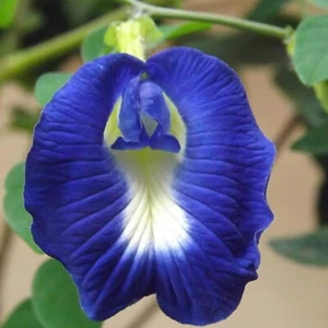 BUTTERFLY PEA 'Clitoria ternatea' 80 SEEDS climbing vine flower garden easy - Picture 1 of 2