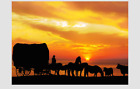 Wild West Cowboy PHOTO Art Horse Wagon Sunset Shadow Sky 5x7 Print