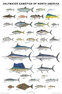 Salzwasser Wildfisch von Flick Ford illustriertes Sportfischen Poster 24 x 36 cm - Bild 1 von 1