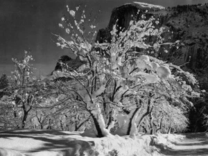 Impresión artística giclee media cúpula, huerto de manzanas, Yosemite, California por Ansel Adams - Imagen 1 de 3