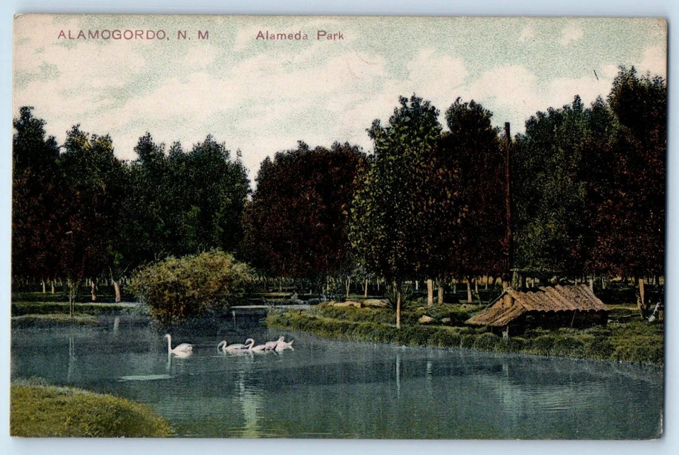 c1910 Alamogordo New Mexico NM Vintage Postcard Alameda Park Lake Swan Forest - Image 1 of 2