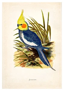 Cockatiel by WT Greene A3 Art Print - Imagen 1 de 1
