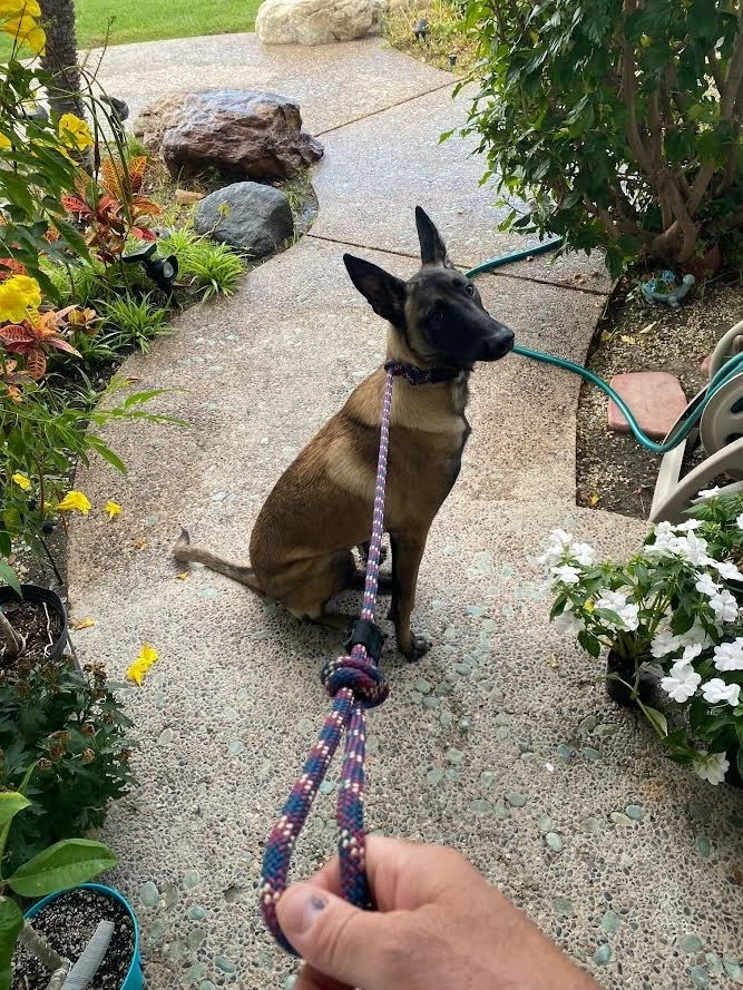 FEITO NOS EUA 4 pés! - Trela deslizante de cachorro K9 - feita com corda de escalada estática de alta qualidade - Imagem 1 de 4