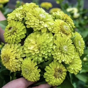 ZINNIE ENVY - ZINNIA ELEGANS 25+ semi - ripieni solidi - semi di fiori Z 180 - Foto 1 di 1