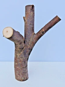14" Apple Wood Stick Log Multi Branch Carving Craft Live Edge W Crotch 2 1/2"D - Picture 1 of 12