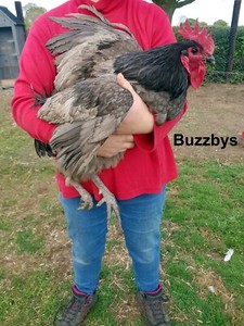 jersey giant hatching eggs