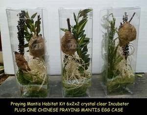 1 großer frischer Gottesanbeterin Eikasten mit klarem 6x2x2 Brutterrarium 2025 - Bild 1 von 10