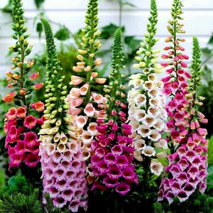 10 x Plug plants Dwarf Foxglove Digitalis 'Foxy Mixed' Cottage Garden Plants - Picture 1 of 1