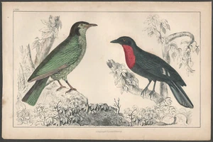 Plato de pájaros cantores en árbol de historia natural inglés del siglo XIX coloreado a mano - Imagen 1 de 1