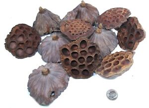 Lotus Pod Lot: Crafts Potpourri Basket Gourds Dried Floral Centerpiece Decor New