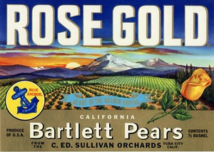 Jahrgang 1950 Roségold Birnen Yuba City Kalifornien Original Obstkiste Etikett - Bild 1 von 4