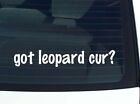 got leopard cur? CAR DECAL BUMPER STICKER VINYL FUNNY JOKE WINDOW