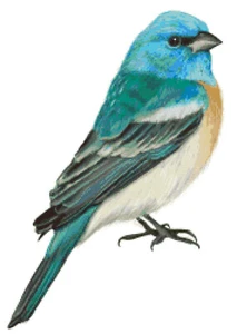Handgezeichnete Lazuli Wimpelkette Wildvogel Vögel gezählt Kreuzstichmuster Pixelkunst - Bild 1 von 4