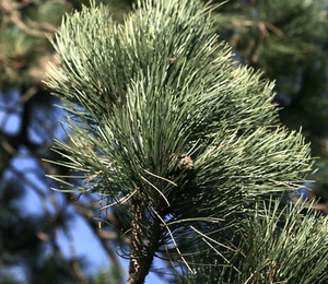 Pinus nigra - Austrian pine - Picture 1 of 2