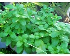Mojito Mint Plan Non-Gmo Herb Live Plants Each 4"-7" Tall fast grow herb tree