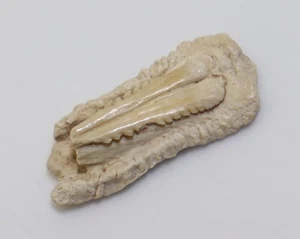 Rochen, Hautstachel, Teriär, Miozän, Bone Valley, Florida, USA -m2 - Picture 1 of 5