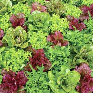LETTUCE Mixed 300+ Seeds ALL TYPE GOURMET MIX SALAD Heirloom Vegetable Garden - Picture 1 of 8