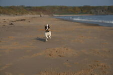 Photo 6x4 I love Cullen Beach Let&#039;s Play Sticks on my favourite beac c2007