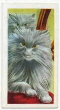 PRIORY TEA TRADE CARD I-SPY PETS 1957 NUMBER 7 PERSIAN CAT