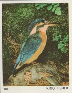 Top Sellers Card - Animals of The World - Card No 184 - King Fisher - Picture 1 of 2