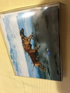 RHODESIAN RIDGEBACK set 12 blank Note Cards With Envelopes 4.5” x 5.5” NIB - Picture 1 of 1