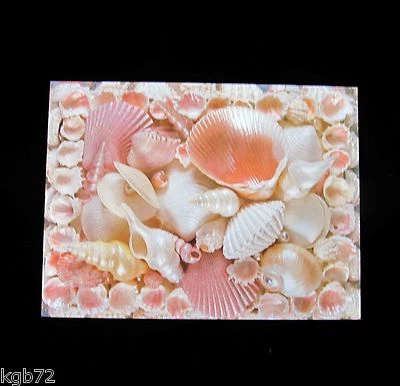 Leanin Tree Seashell Sea Shell Thank You Greeting Card Multi Color R310 - Image 1 of 2