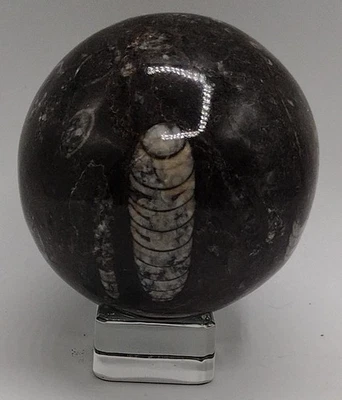 Orthoceras Fossil Sphere 67.1mm 422g Polished Black Marble Fossil Stone Morocco - Image 1 of 4