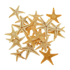 20 pcs Small Natural Dried Starfish Star Fish Seashells Shells Crafts Decor - Picture 1 of 3