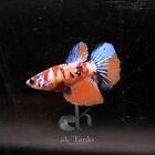 Live Betta Fish Female Galaxy Red Koi Halfmoon Tail.