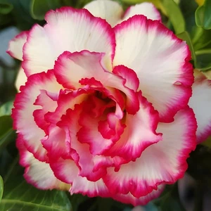 Desert Rose / Adenium - AREE-POND - Rare Hybrid Collector Bonsai Flower NU41 - Picture 1 of 15