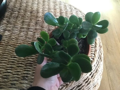 Crassula Ovata Geldbaum 2 Jungpflanze bewurzelt Ableger. Sukkulente - Bild 1 von 3